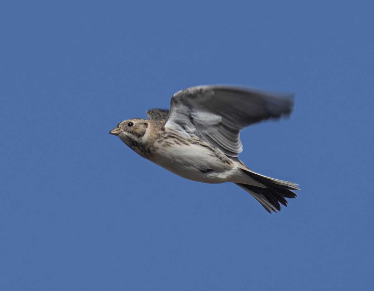 Lapland Longspur - ML626374434