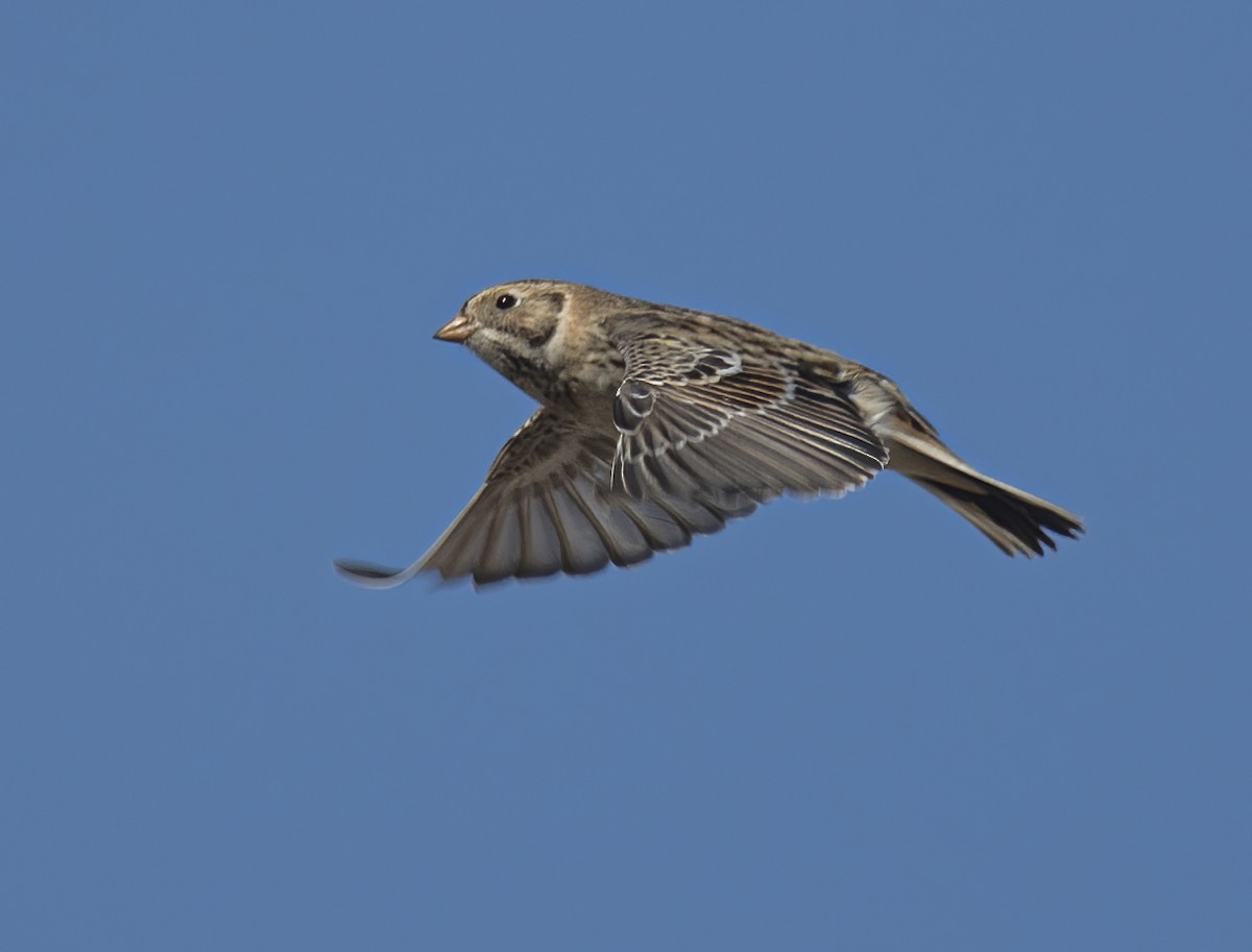 Lapland Longspur - ML626374435