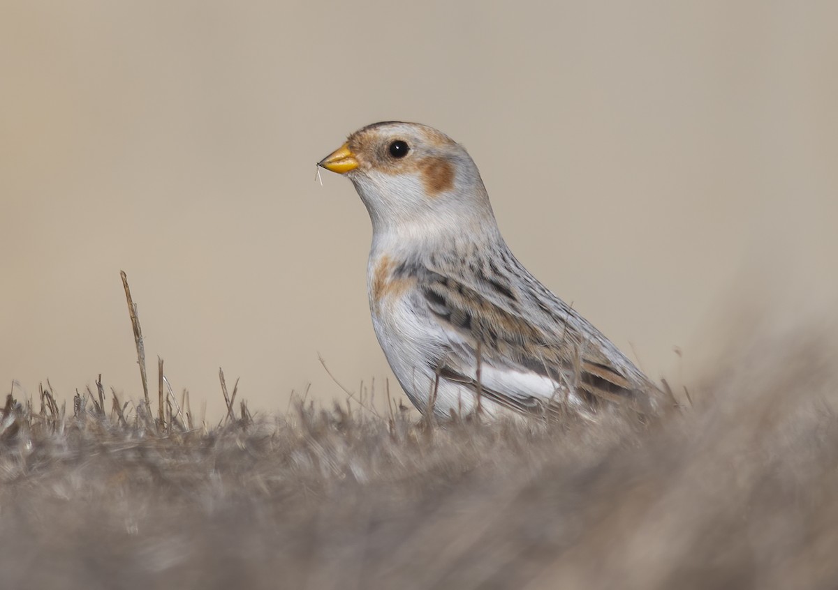 Snow Bunting - ML626374454