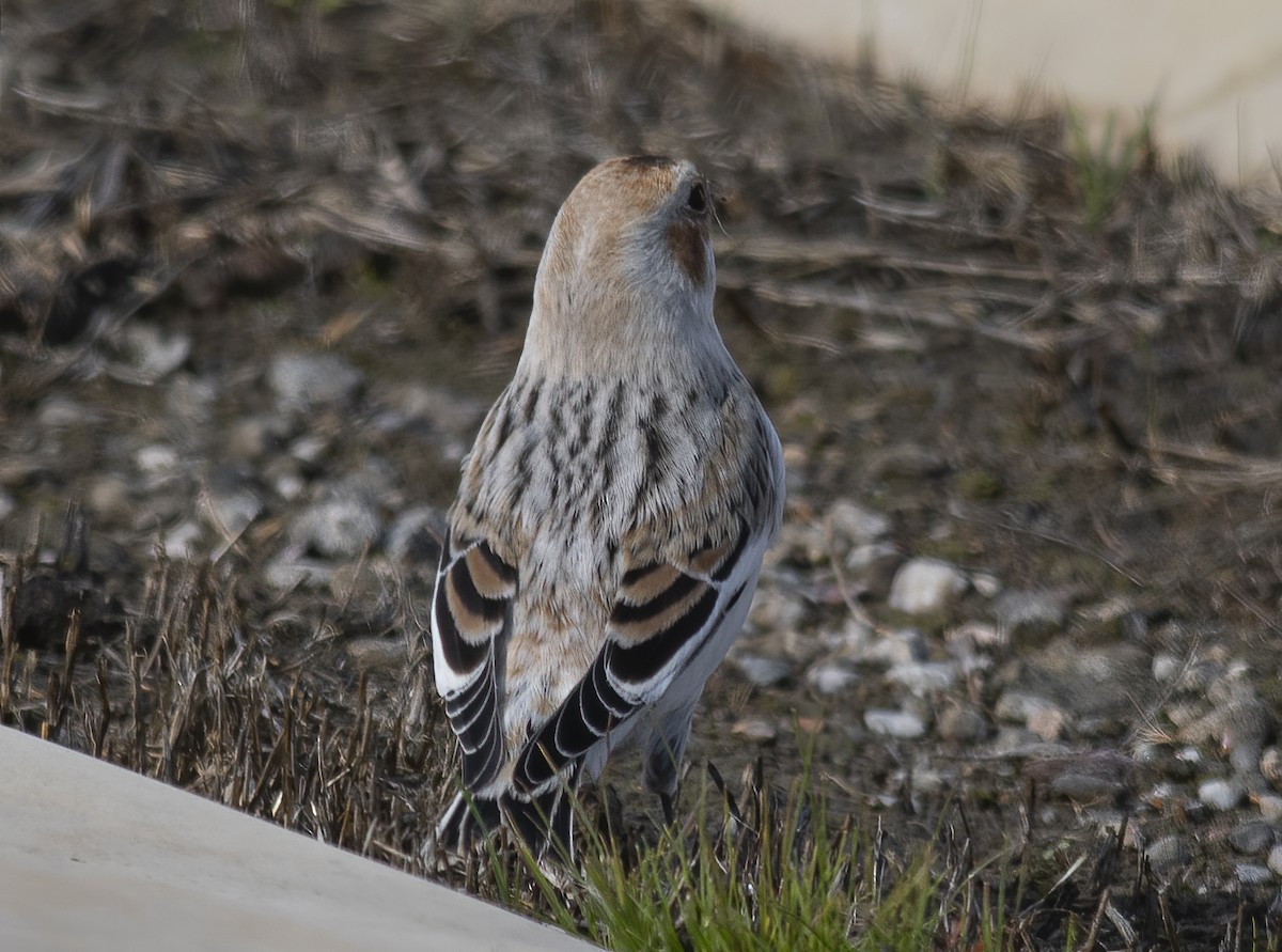 Snow Bunting - ML626374455