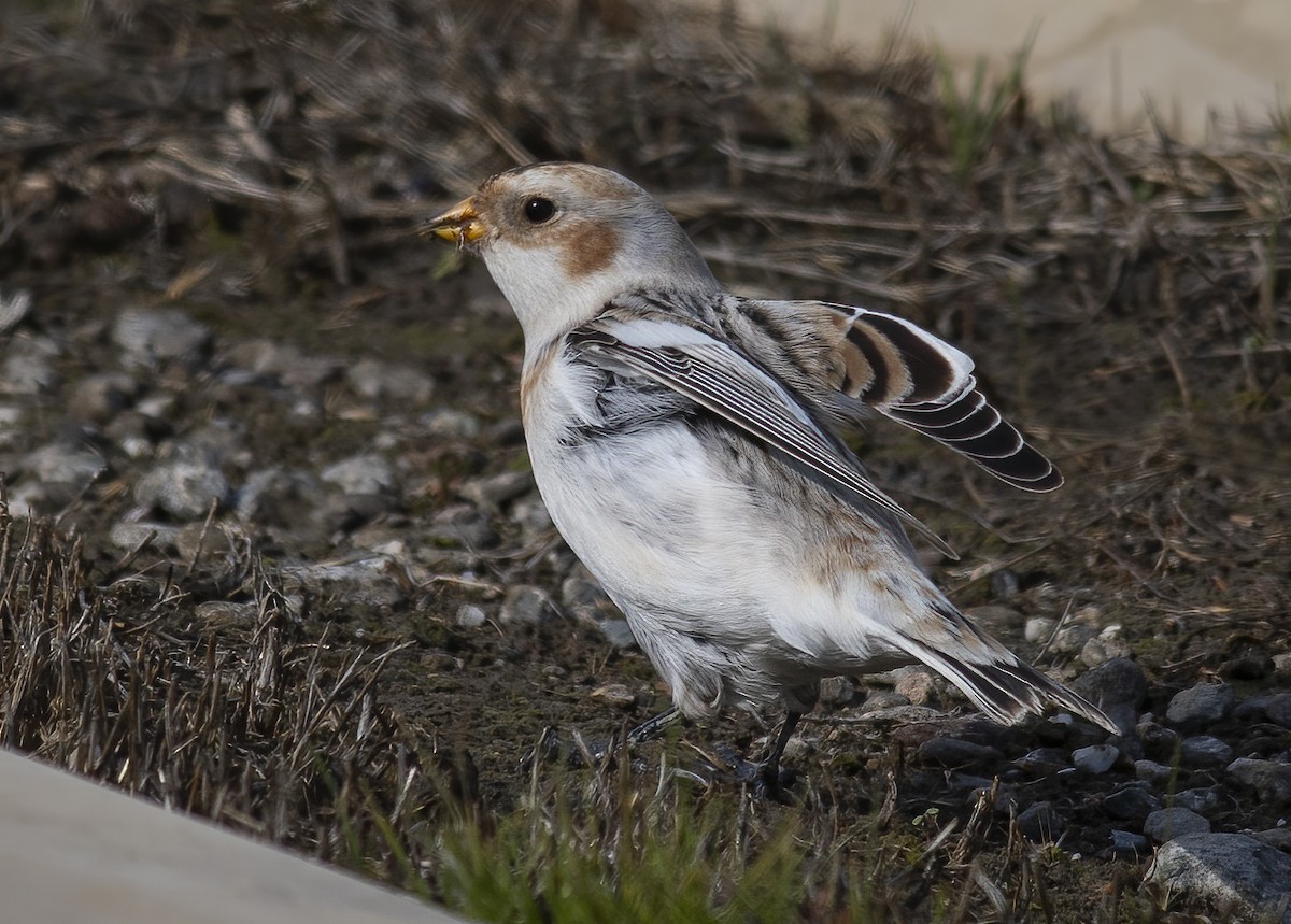 Snow Bunting - ML626374456