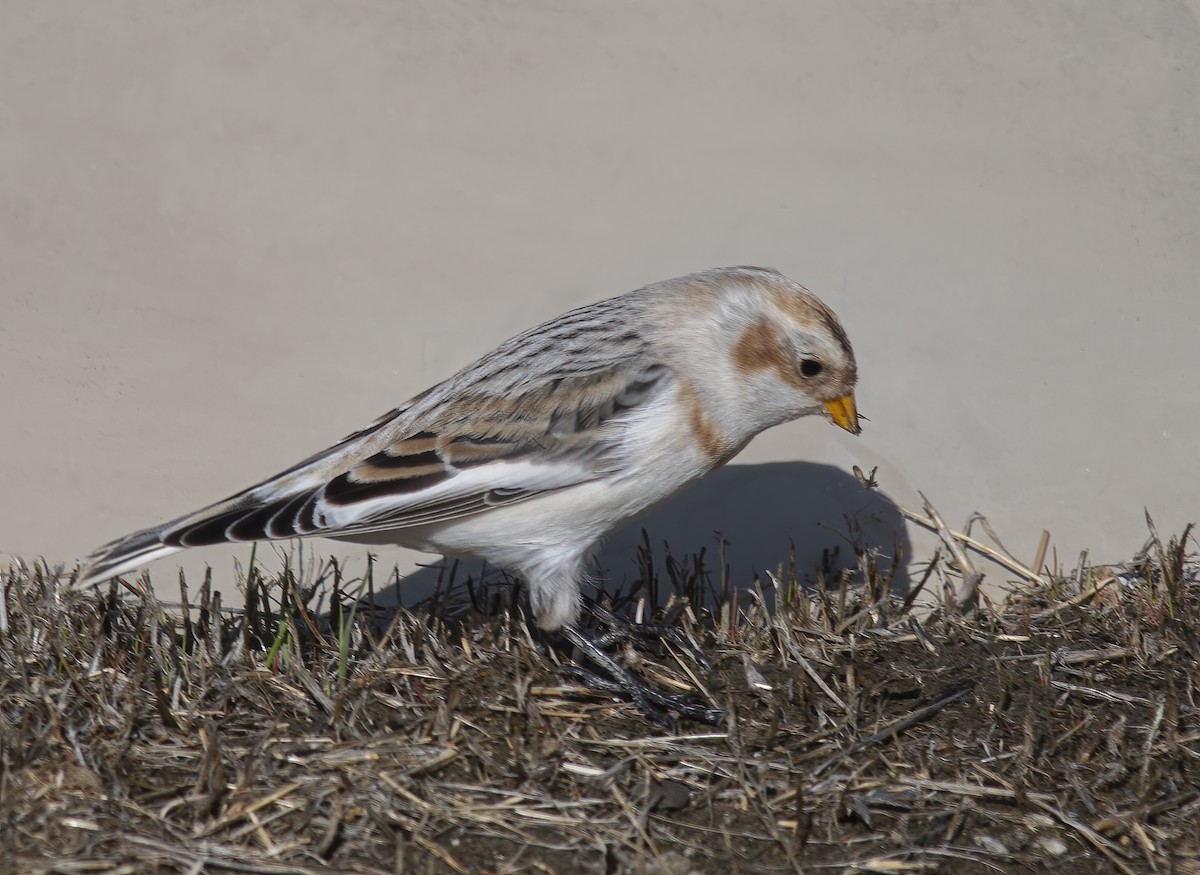 Snow Bunting - ML626374457