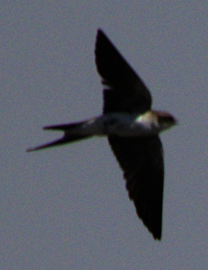 Gray-rumped Swallow - ML626375037