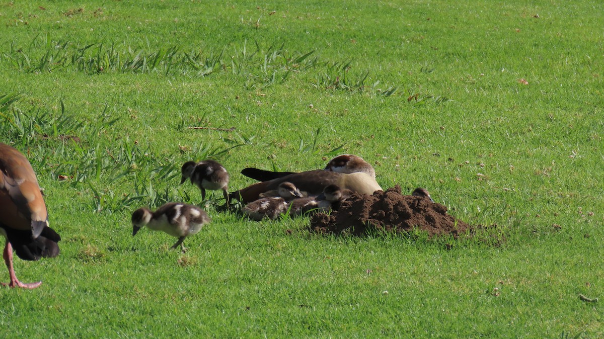 Egyptian Goose - ML626375062