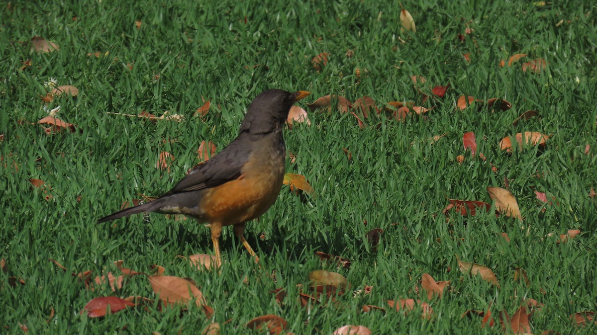 Olive Thrush - ML626375136