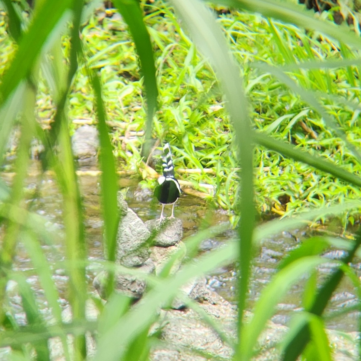 White-crowned Forktail (Javan) - ML626375213