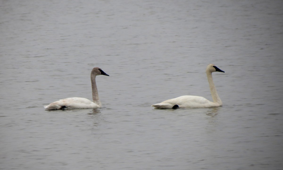 Trumpeter Swan - ML626375652
