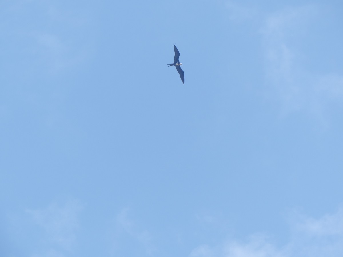 Christmas Island Frigatebird - ML626375728