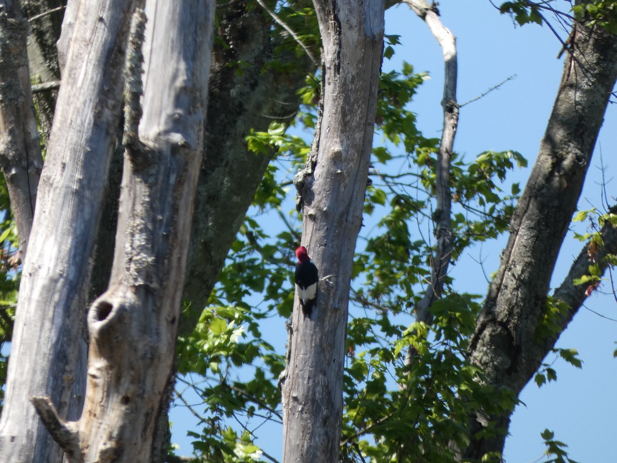 Red-headed Woodpecker - ML626375924