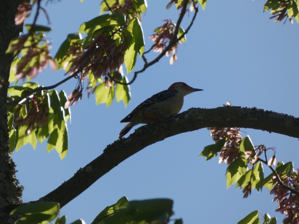 Red-bellied Woodpecker - ML626375930