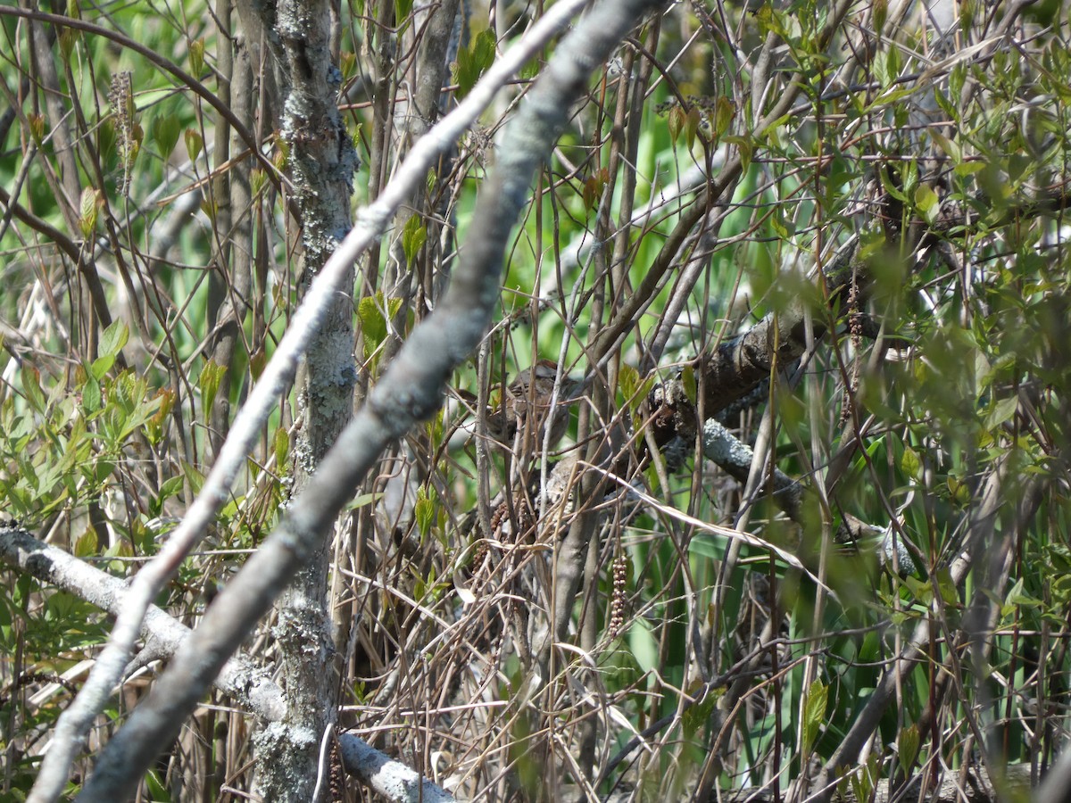 Swamp Sparrow - ML626375948
