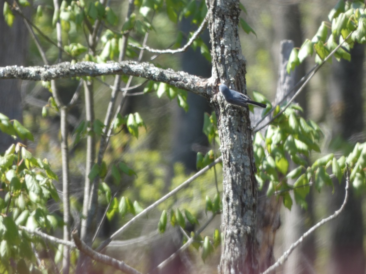Blue-gray Gnatcatcher - ML626375949