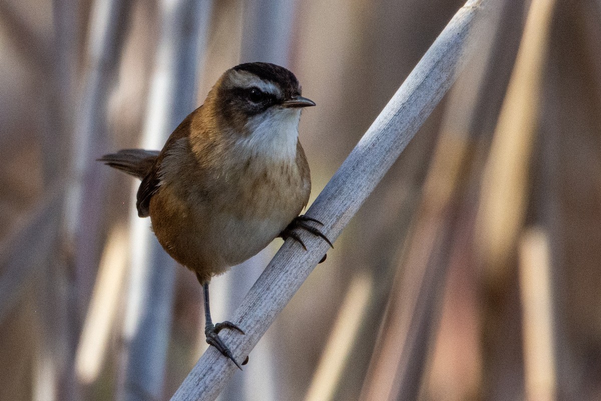 Moustached Warbler - ML626376063