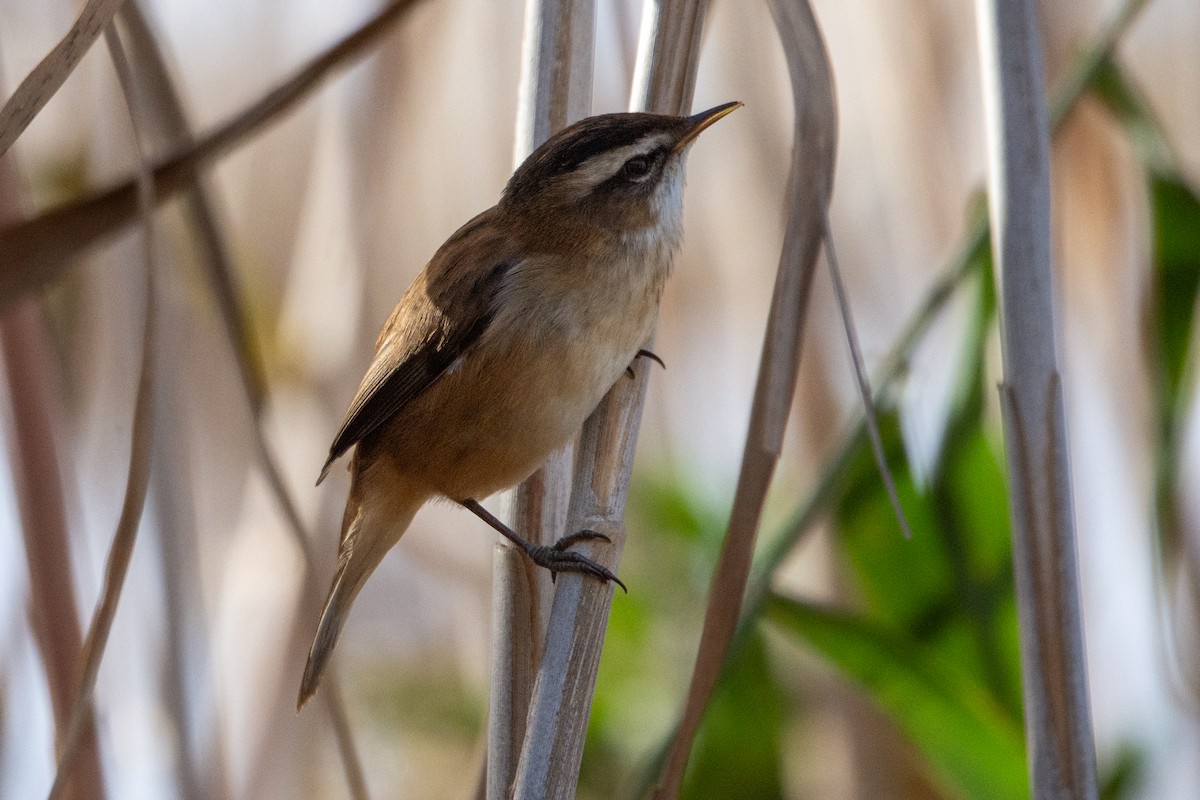 Moustached Warbler - ML626376065