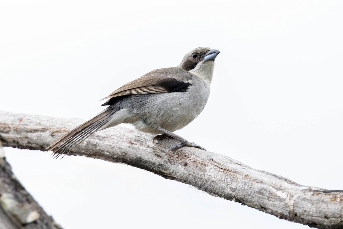 White-banded Tanager - ML626376270
