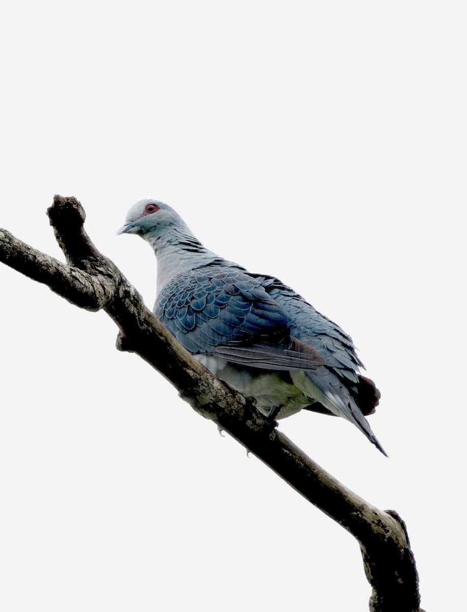 Afep Pigeon - ML626376462