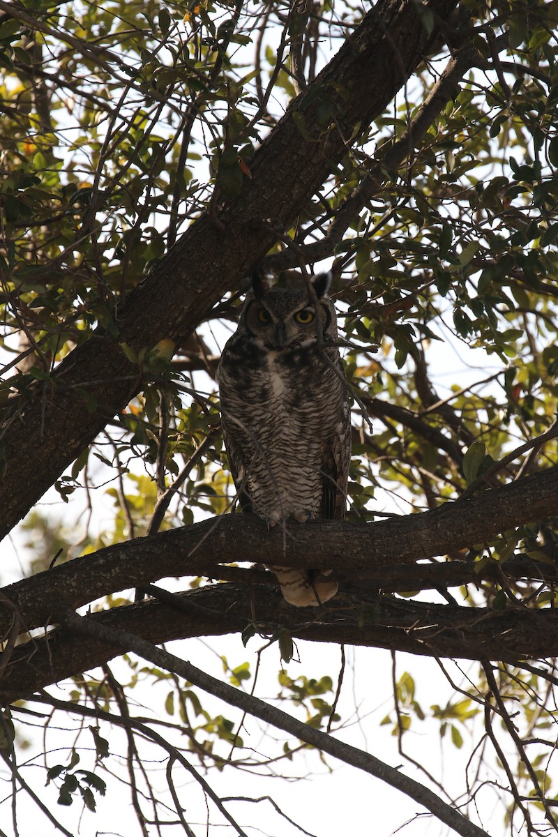 Great Horned Owl - ML626376469