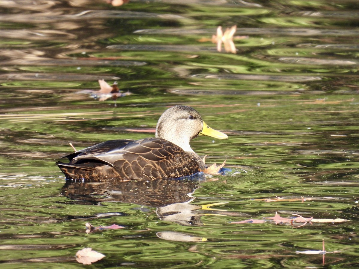 American Black Duck - ML626376626