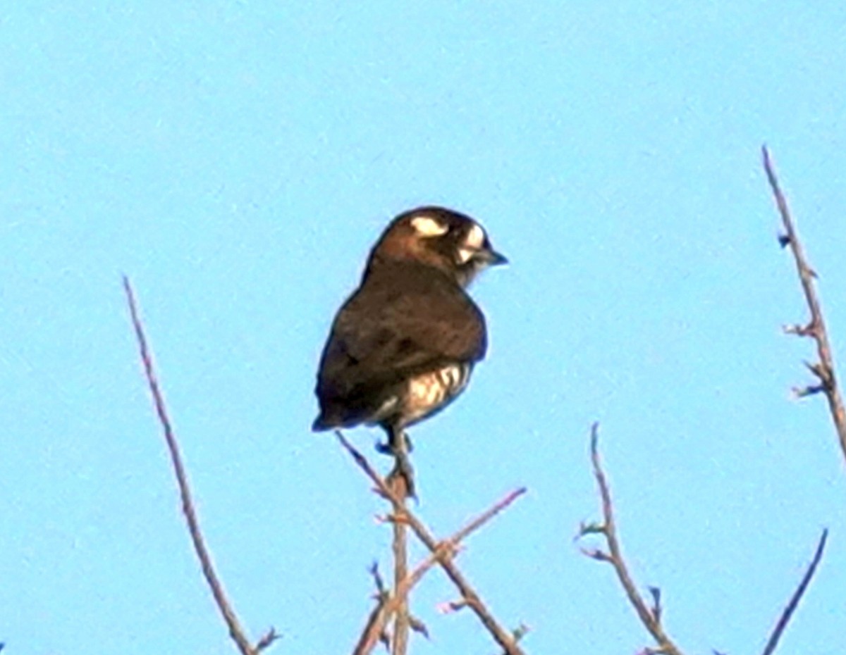 White-browed Purpletuft - ML626376650