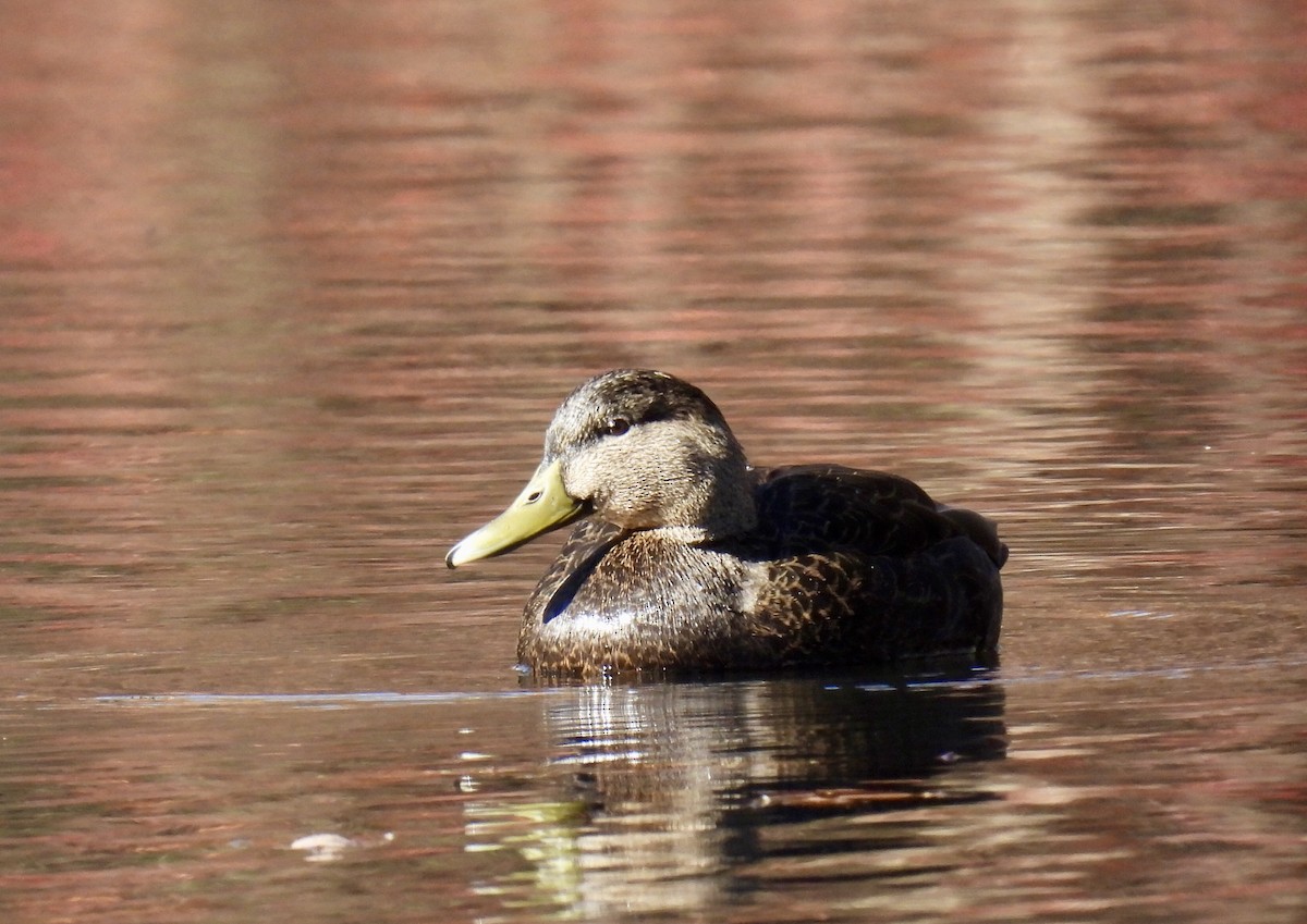American Black Duck - ML626376668