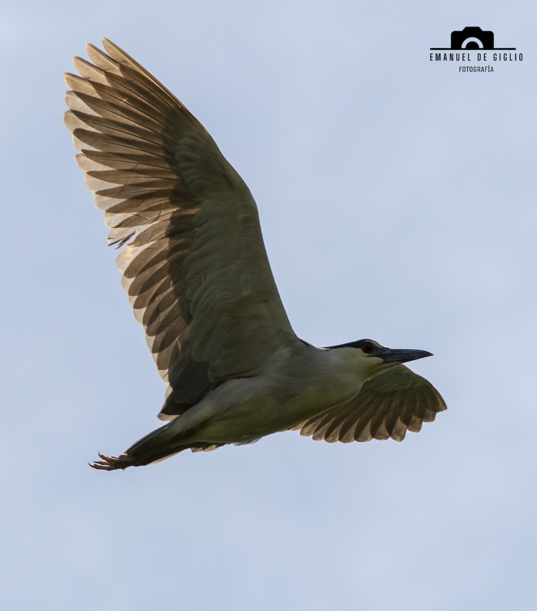 Black-crowned Night Heron - ML626376757