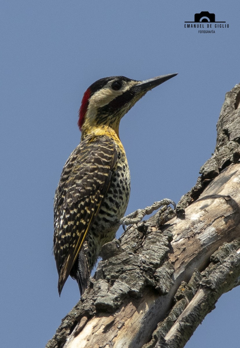 Green-barred Woodpecker - ML626376759