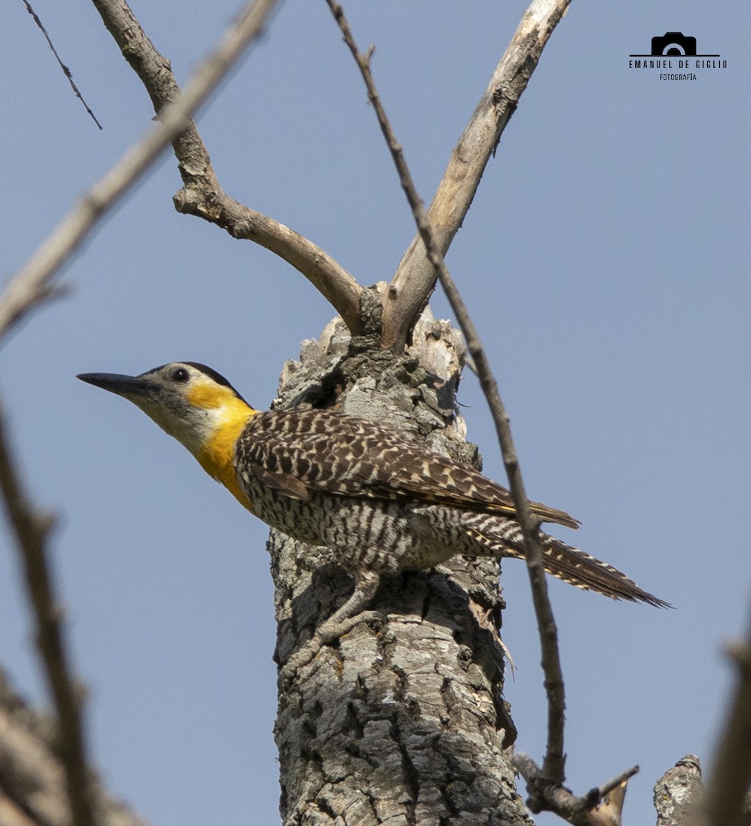 Campo Flicker - ML626376762
