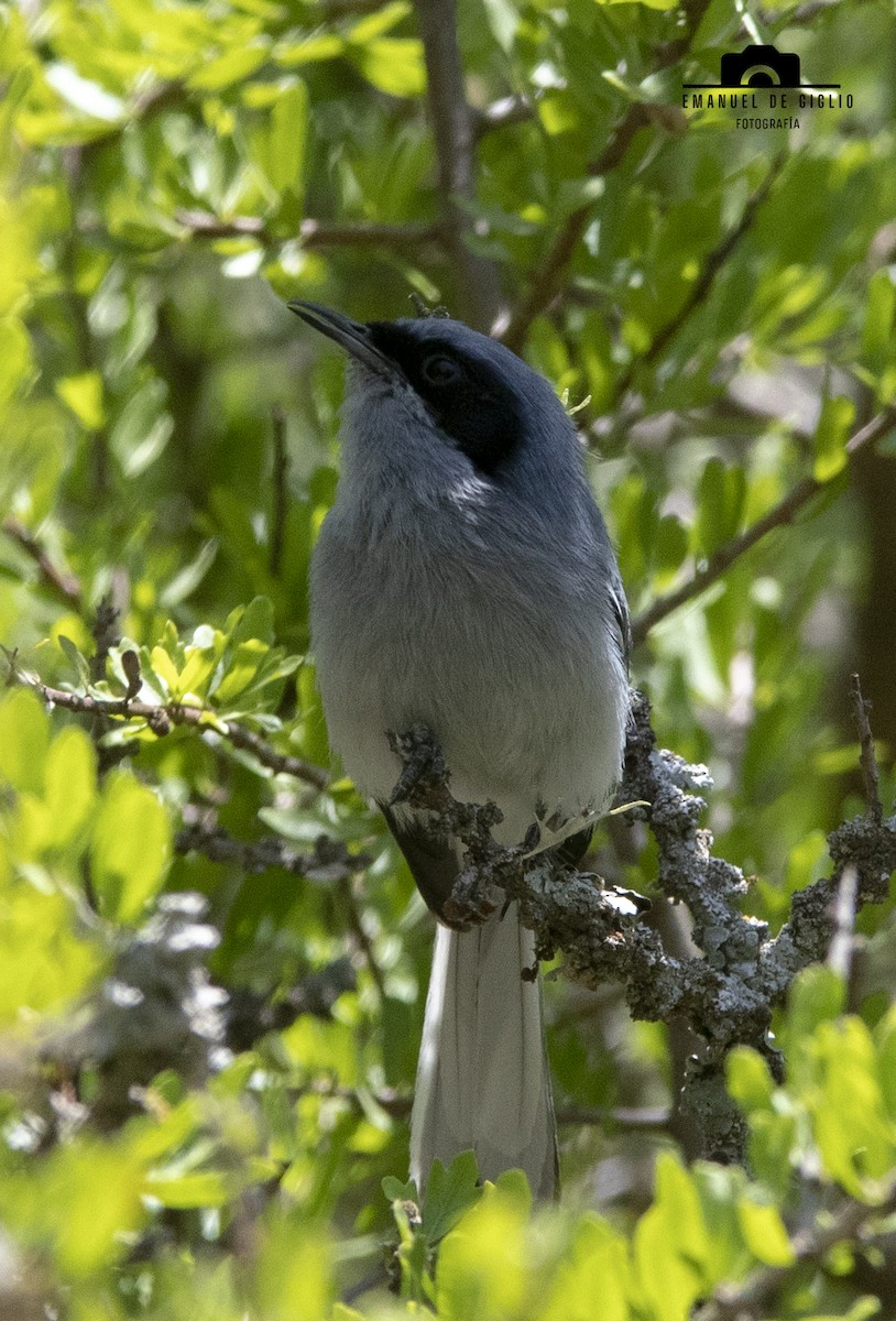 Masked Gnatcatcher - ML626376800
