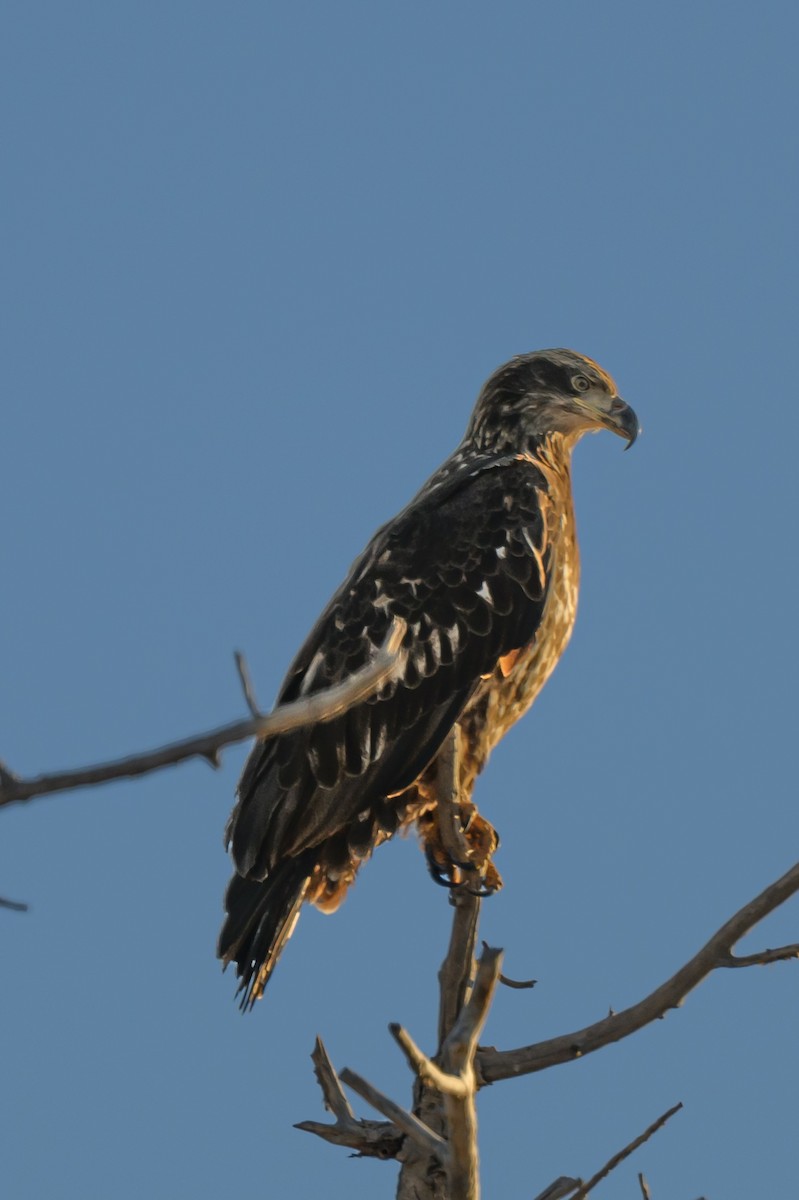 Bald Eagle - ML626376857