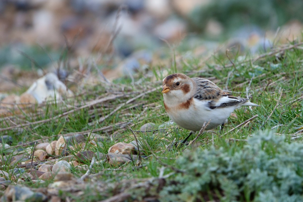 Snow Bunting - ML626376872