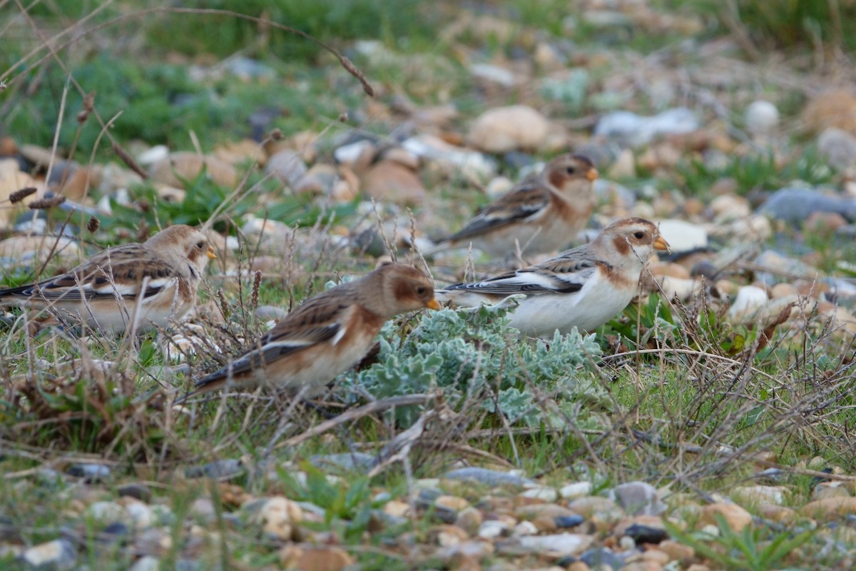 Snow Bunting - ML626376873