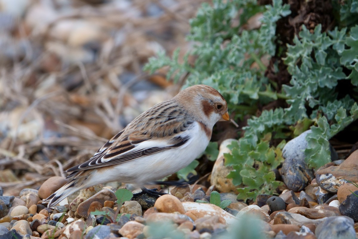 Snow Bunting - ML626376874