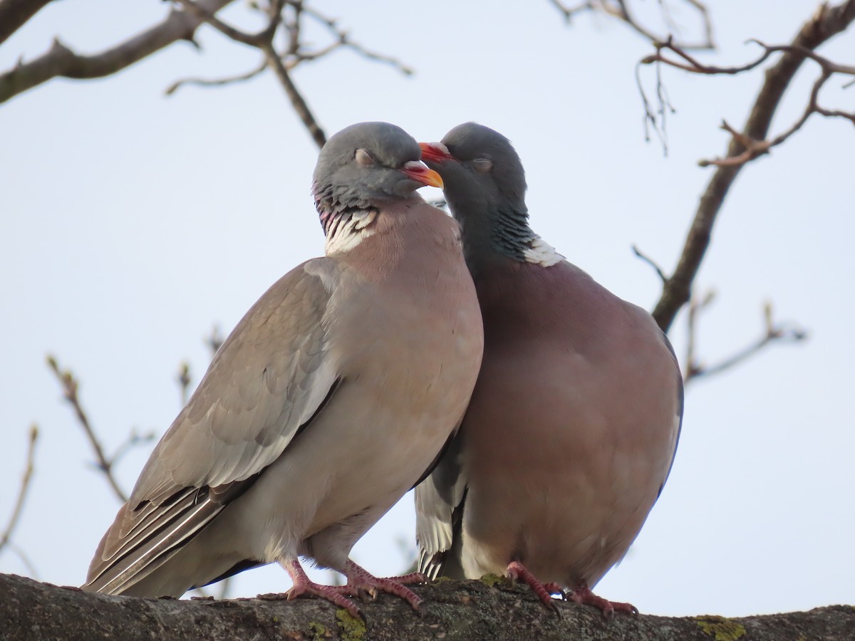 Common Wood-Pigeon - ML626376988