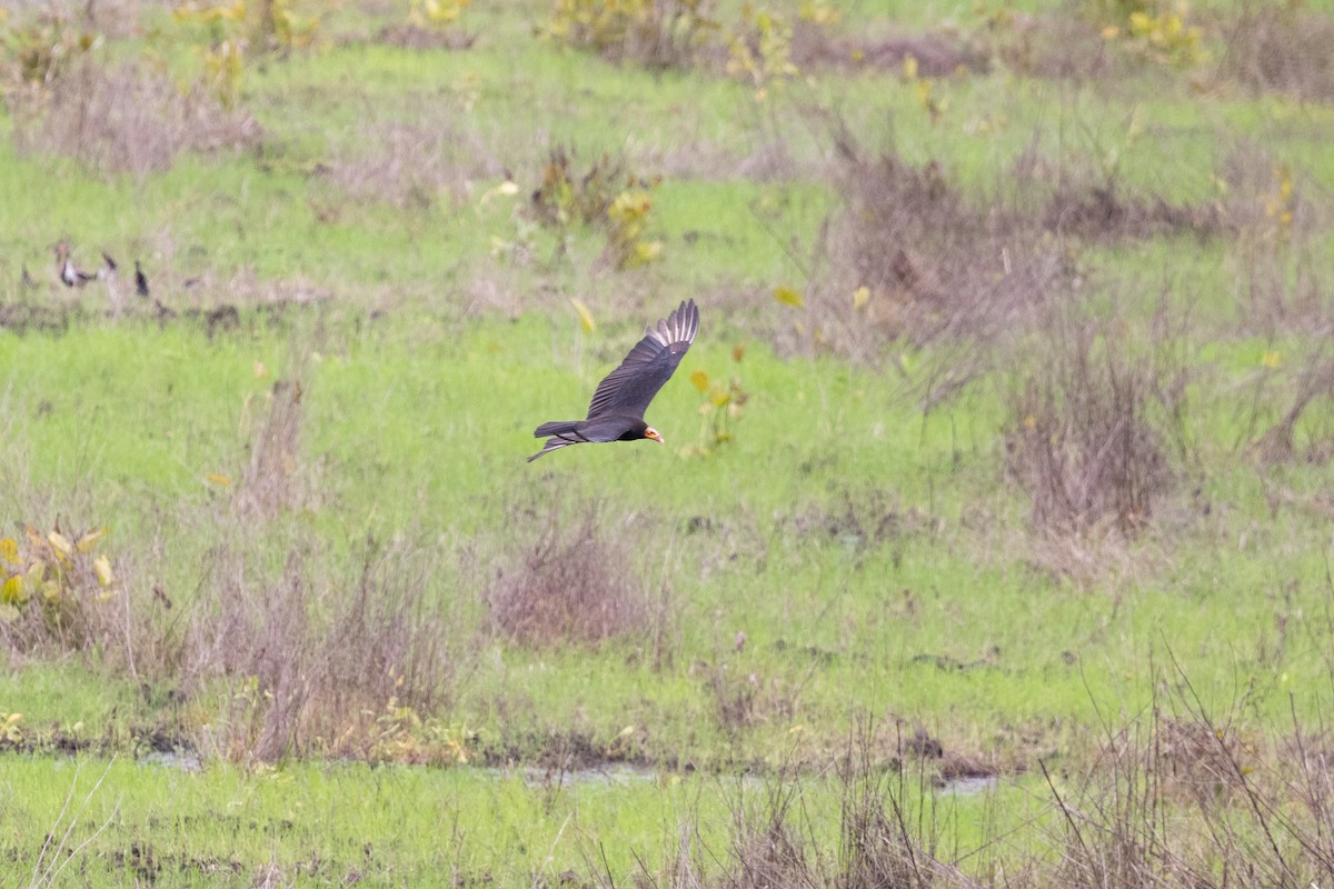 Lesser Yellow-headed Vulture - ML626376994