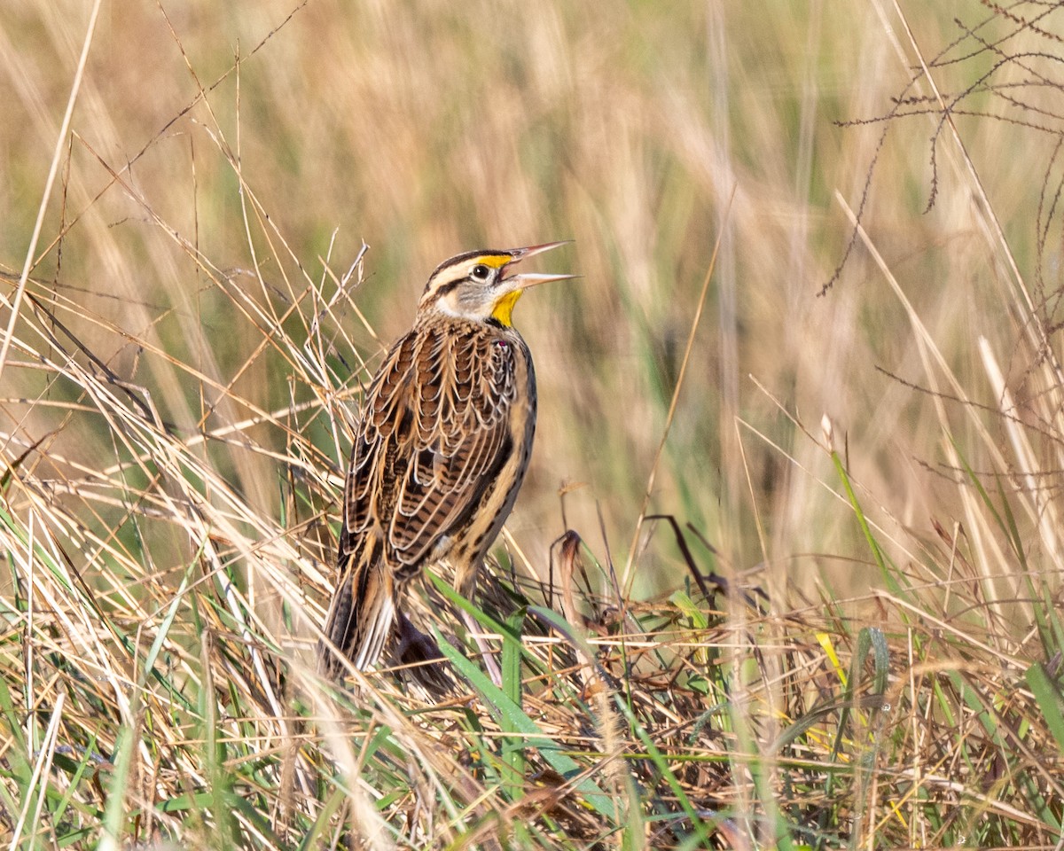 Eastern Meadowlark - ML626377002