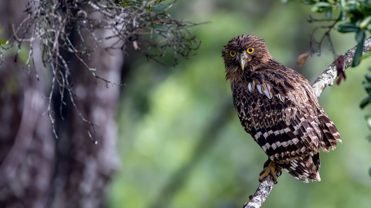 Brown Fish-Owl - ML626377121