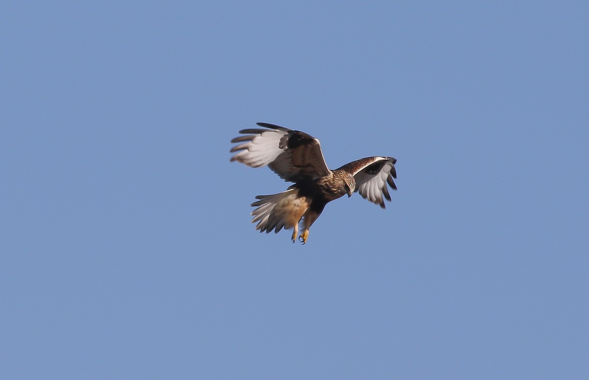 Rough-legged Hawk - ML626377134