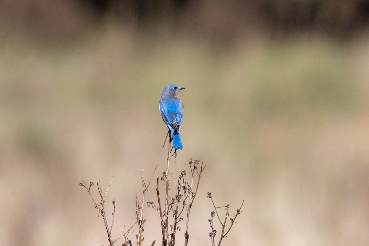 Eastern Bluebird - ML626377159