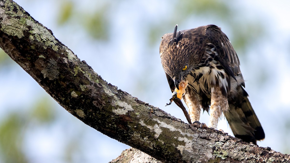 Changeable Hawk-Eagle (Crested) - ML626377202