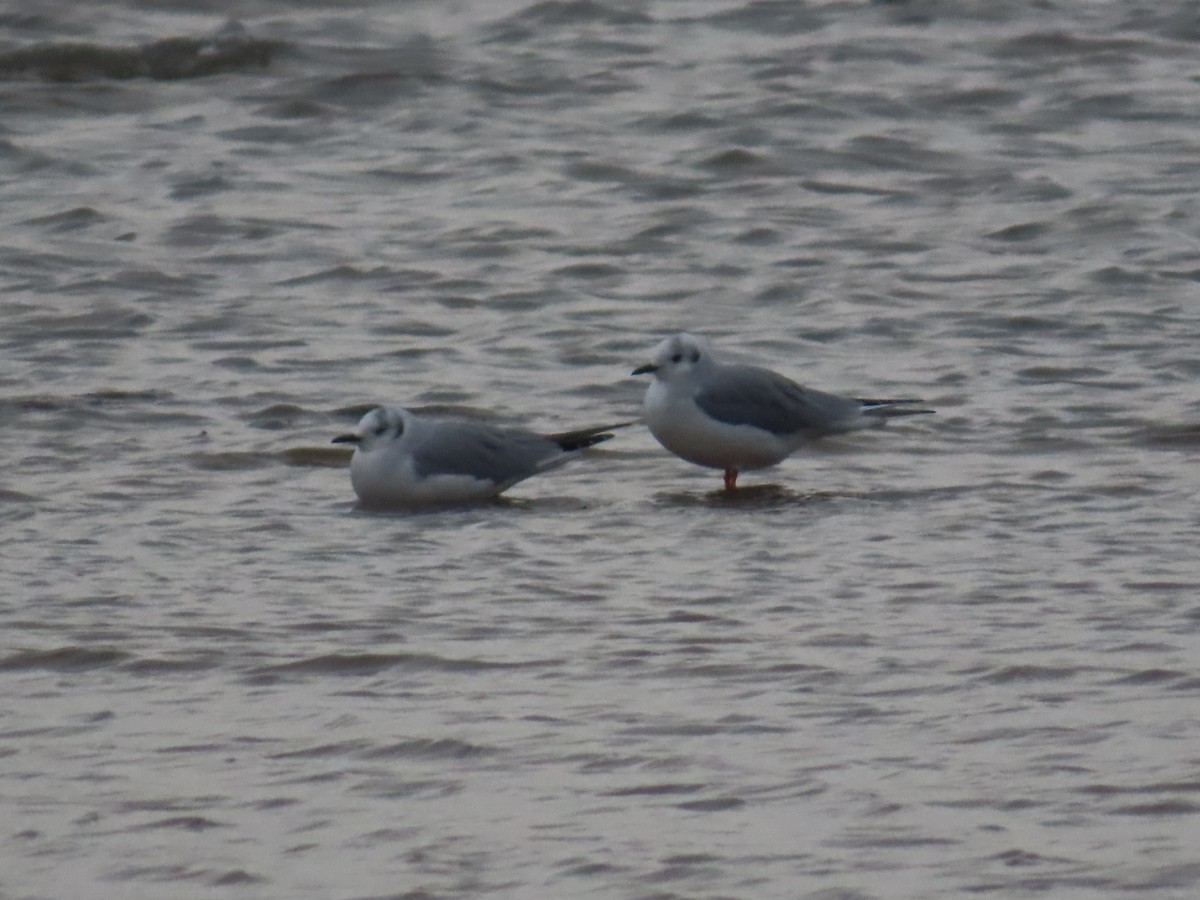 Bonaparte's Gull - ML626377215