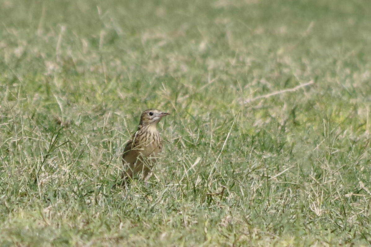 Sprague's Pipit - ML626377218