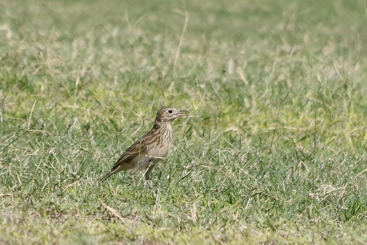 Sprague's Pipit - ML626377219