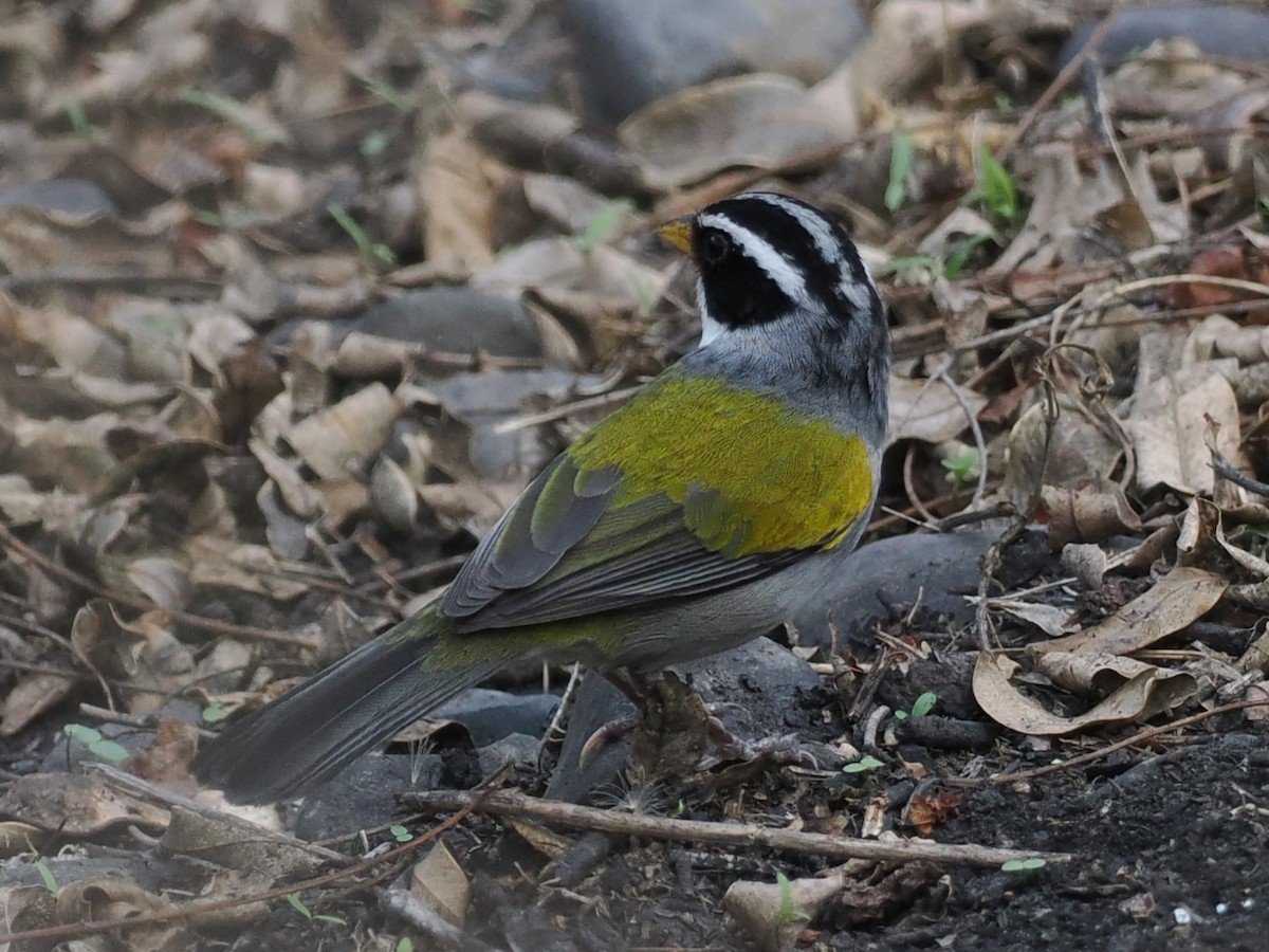 Moss-backed Sparrow - ML626377253