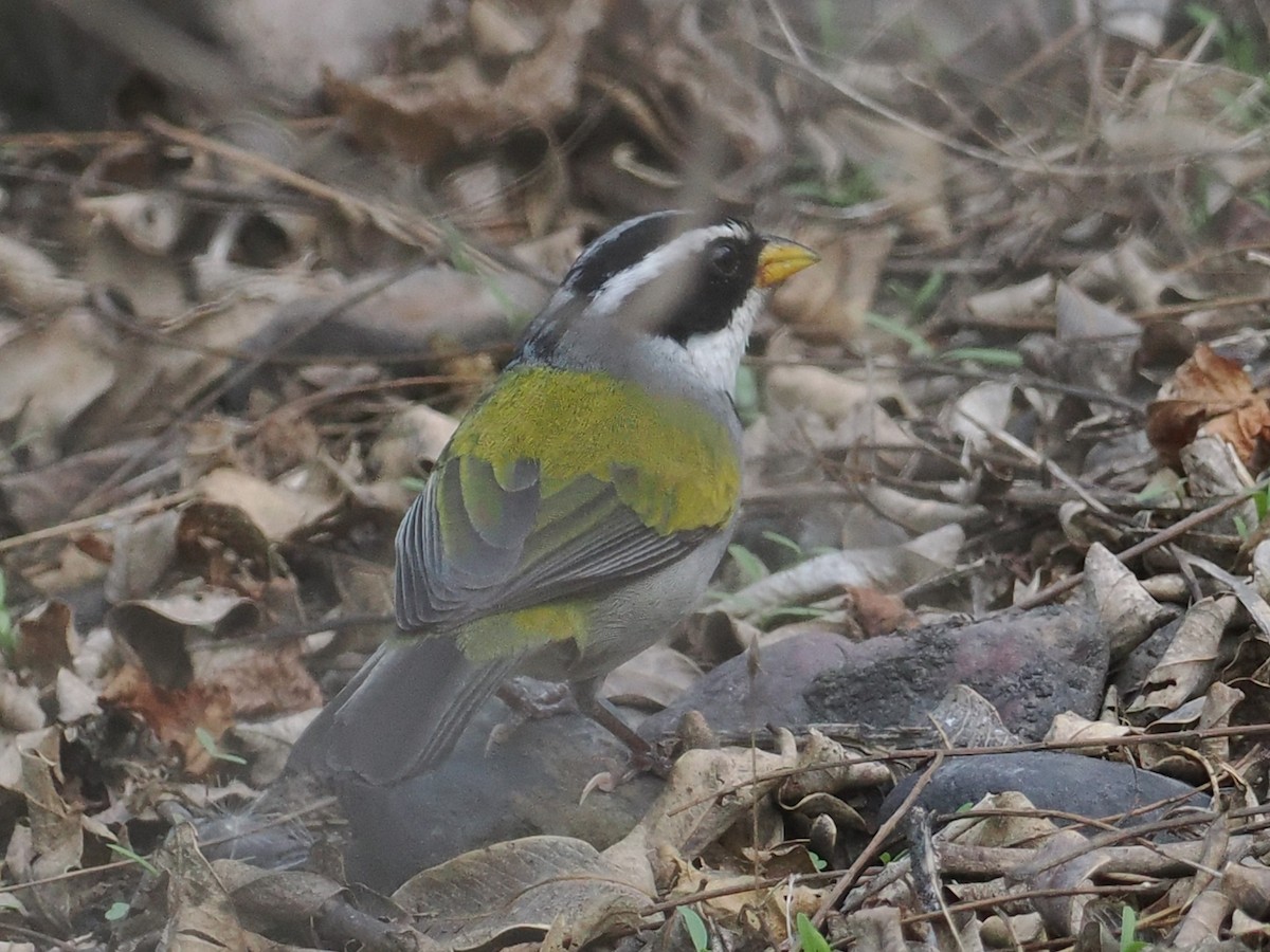 Moss-backed Sparrow - ML626377254