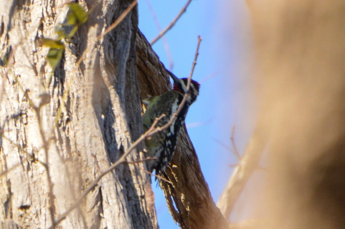 Yellow-bellied Sapsucker - ML626377261