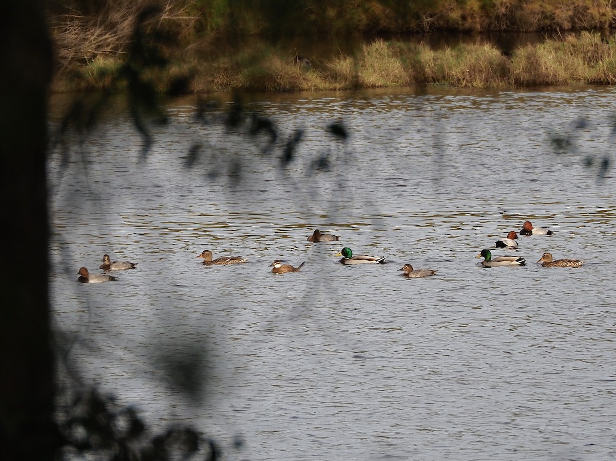 White-headed Duck - ML626377264