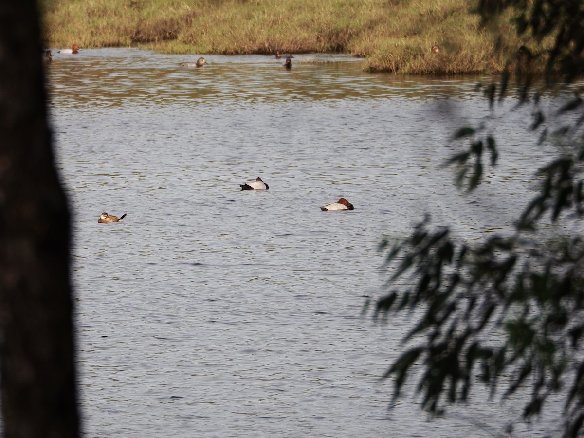 White-headed Duck - ML626377265