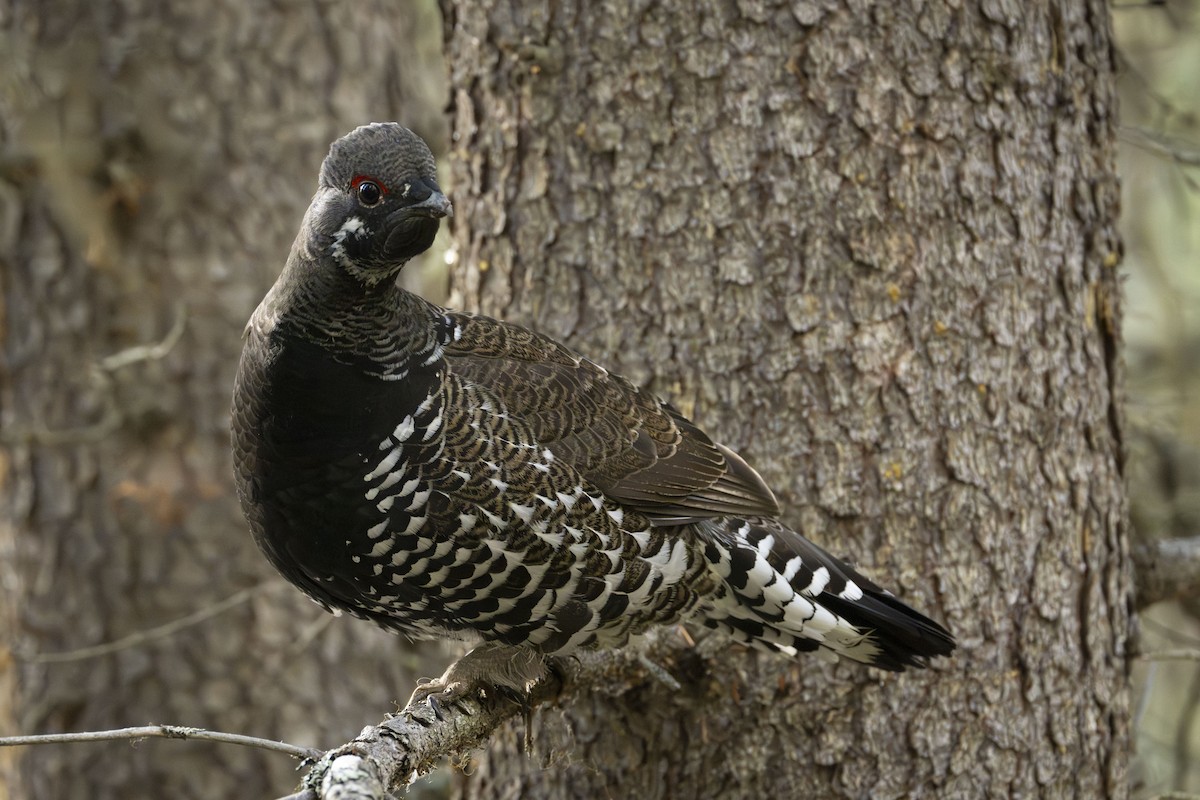 Spruce Grouse - ML626377352