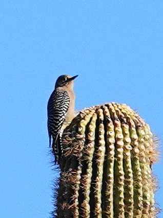 Gila Woodpecker - ML626377854