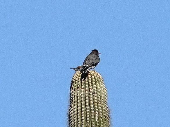 Gilded Flicker - ML626377897